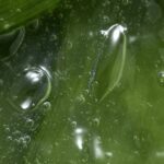 Smoothing Shaving Gel Containing Feminelle Aloe Vera